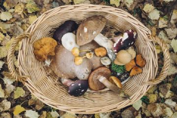 Attenzione ai Funghi! Consulenza Micologica - Autunno 2025